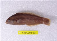 藏品(綠錦魚)的圖片